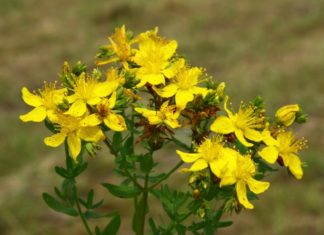 Iperico 788 0 099 Iperico